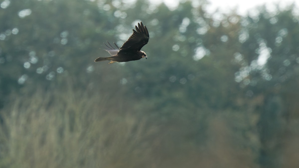 Western Marsh Harrier - ML644758701