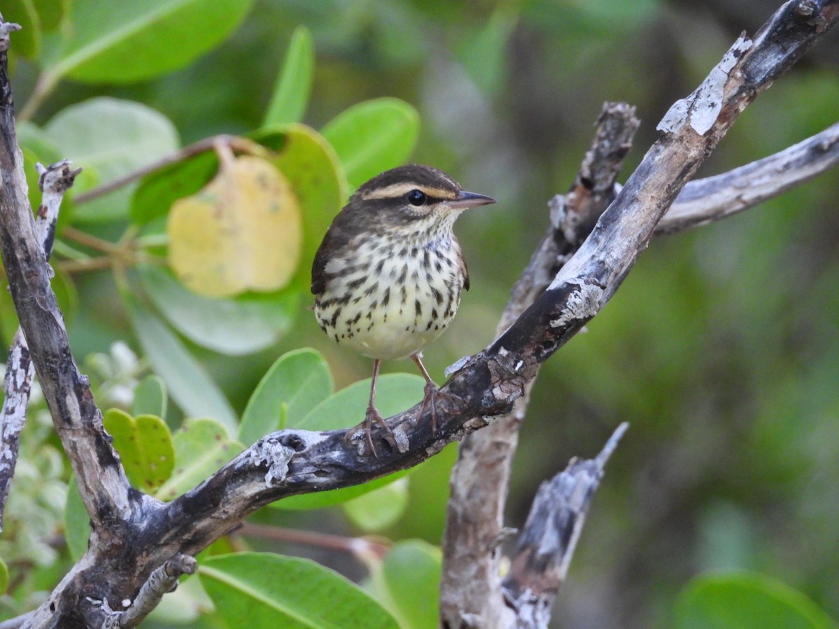 Northern Waterthrush - ML644758706