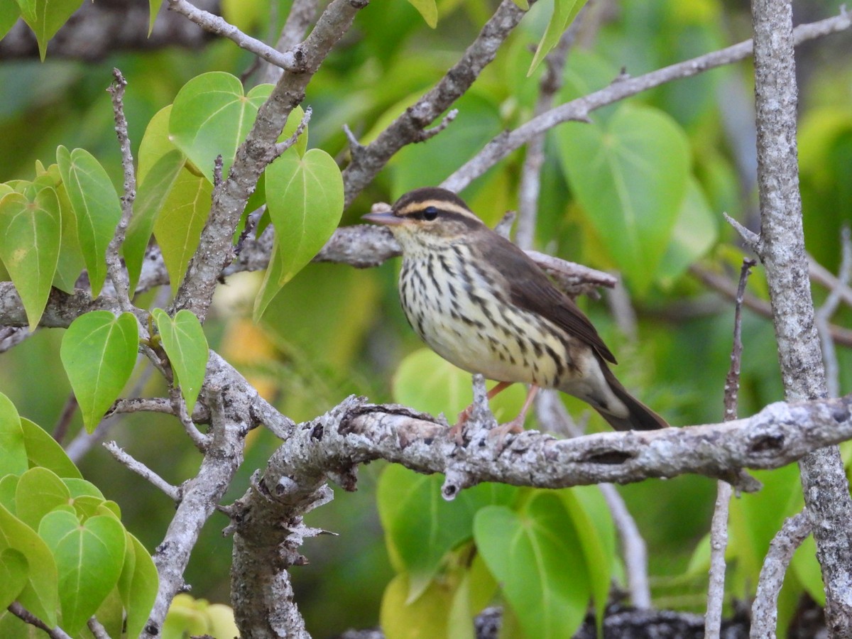 Northern Waterthrush - ML644758707