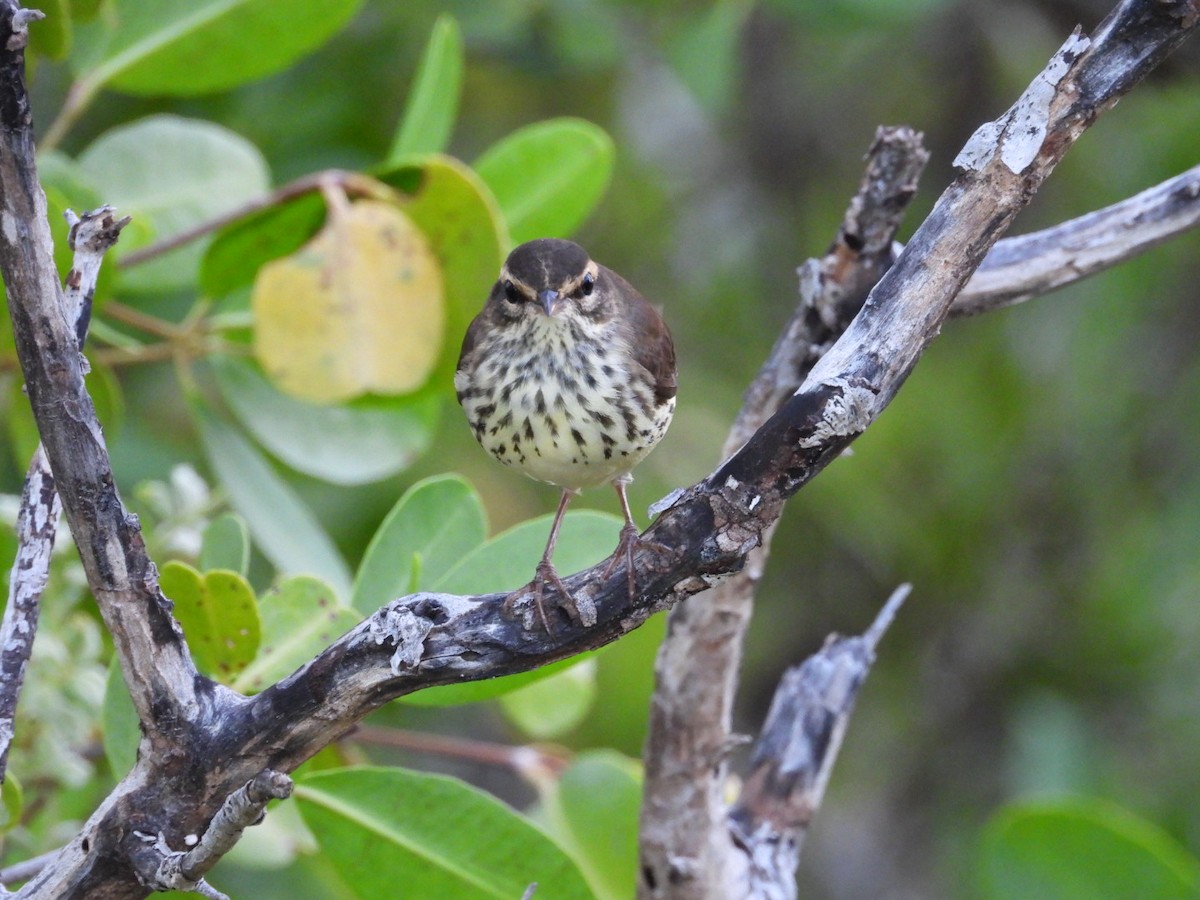 Northern Waterthrush - ML644758709