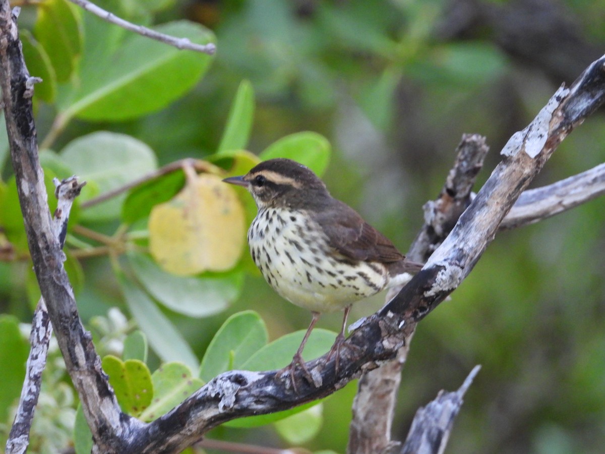 Northern Waterthrush - ML644758710
