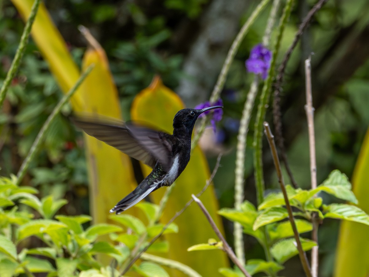 クロハチドリ - ML644758725