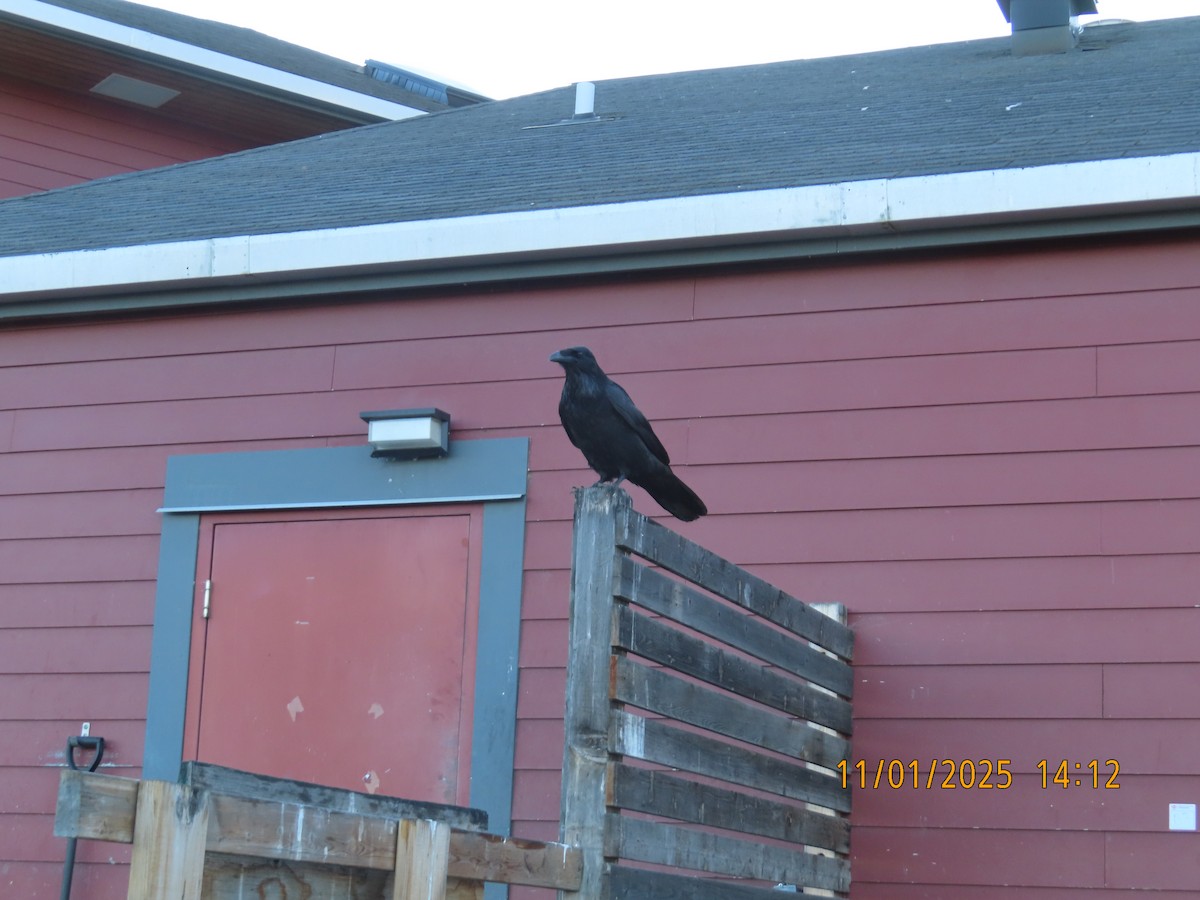 עורב שחור - ML644758735