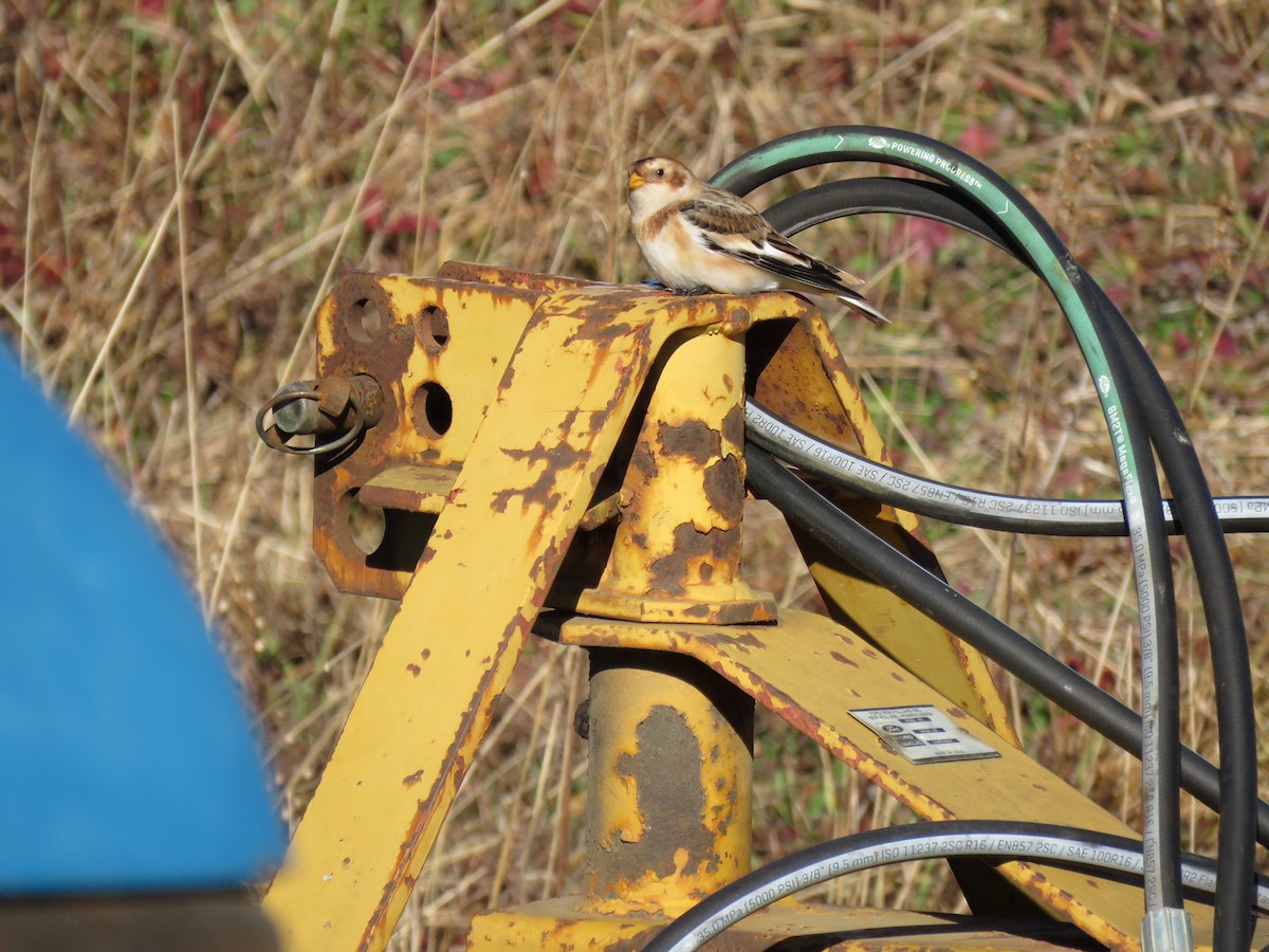 Snow Bunting - ML644758736
