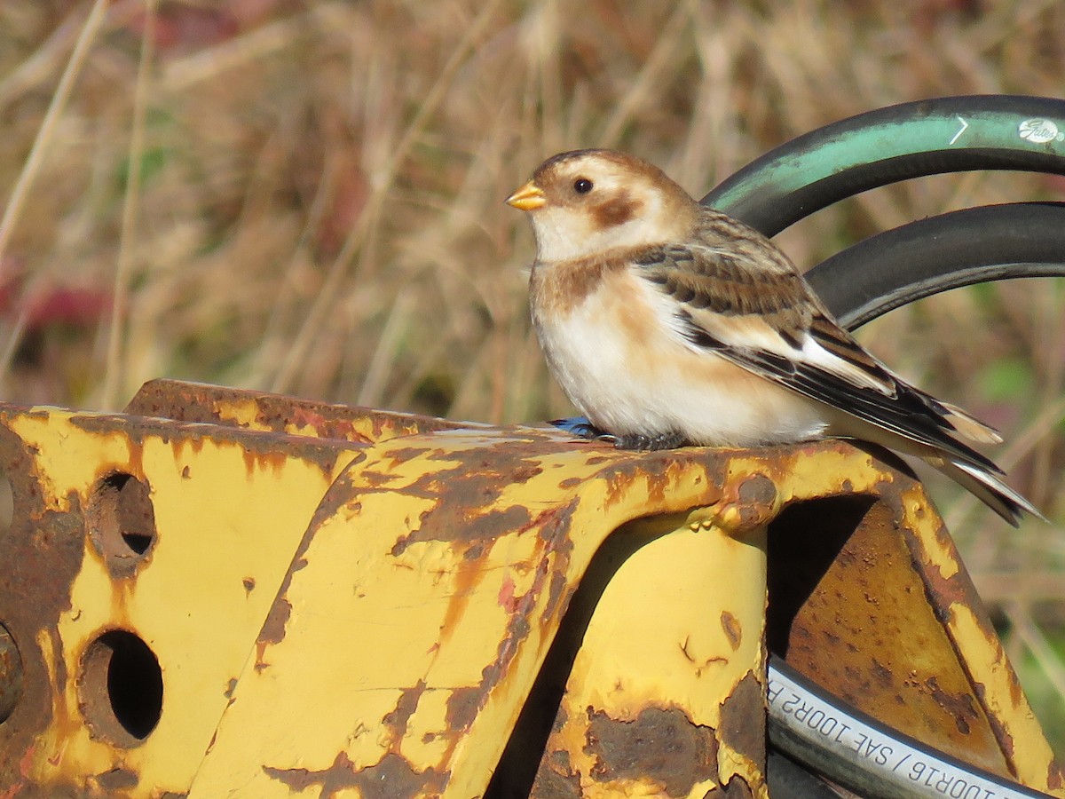 Snow Bunting - ML644758737