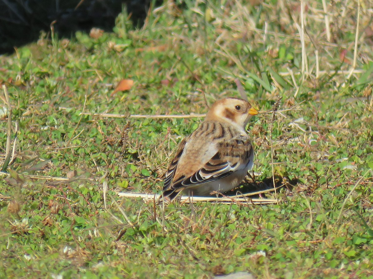 Snow Bunting - ML644758740
