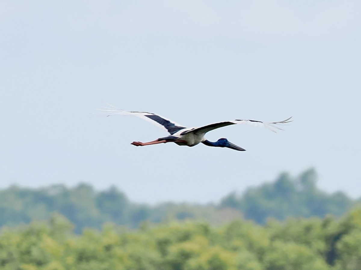 čáp černokrký - ML644758741