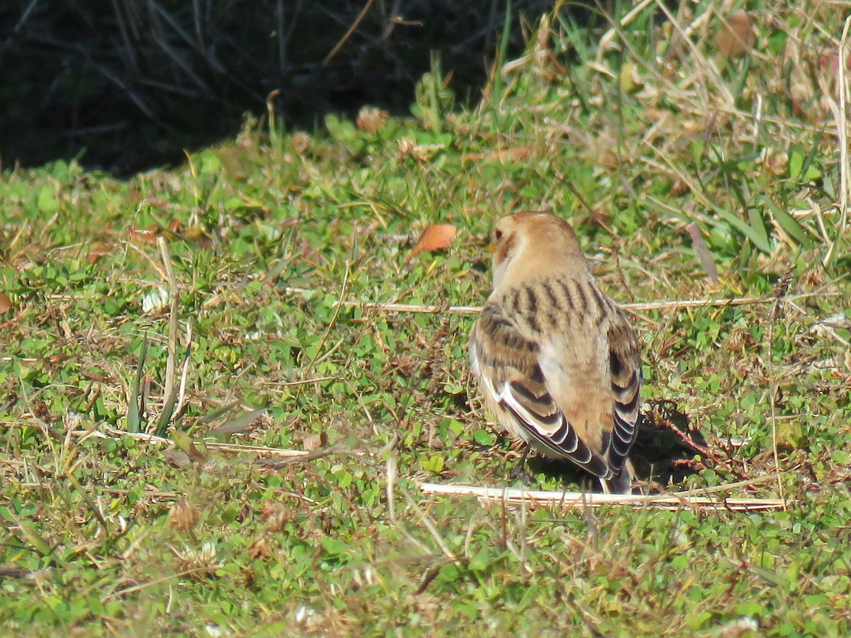 Snow Bunting - ML644758742
