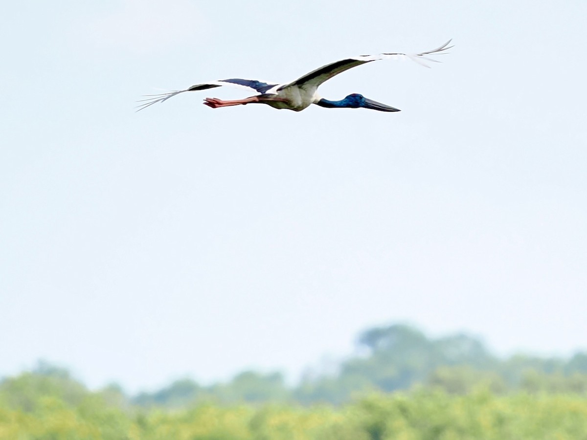 čáp černokrký - ML644758743