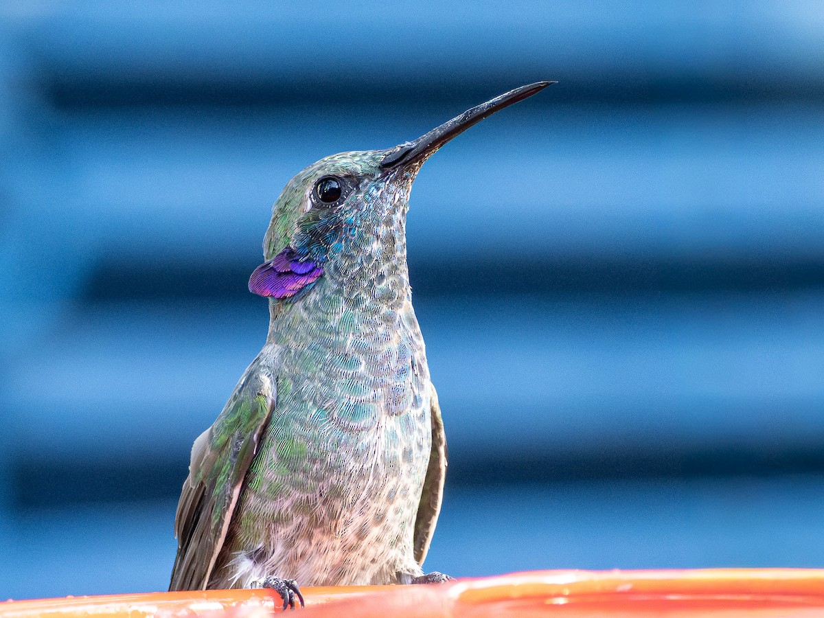 White-vented Violetear - ML644758744