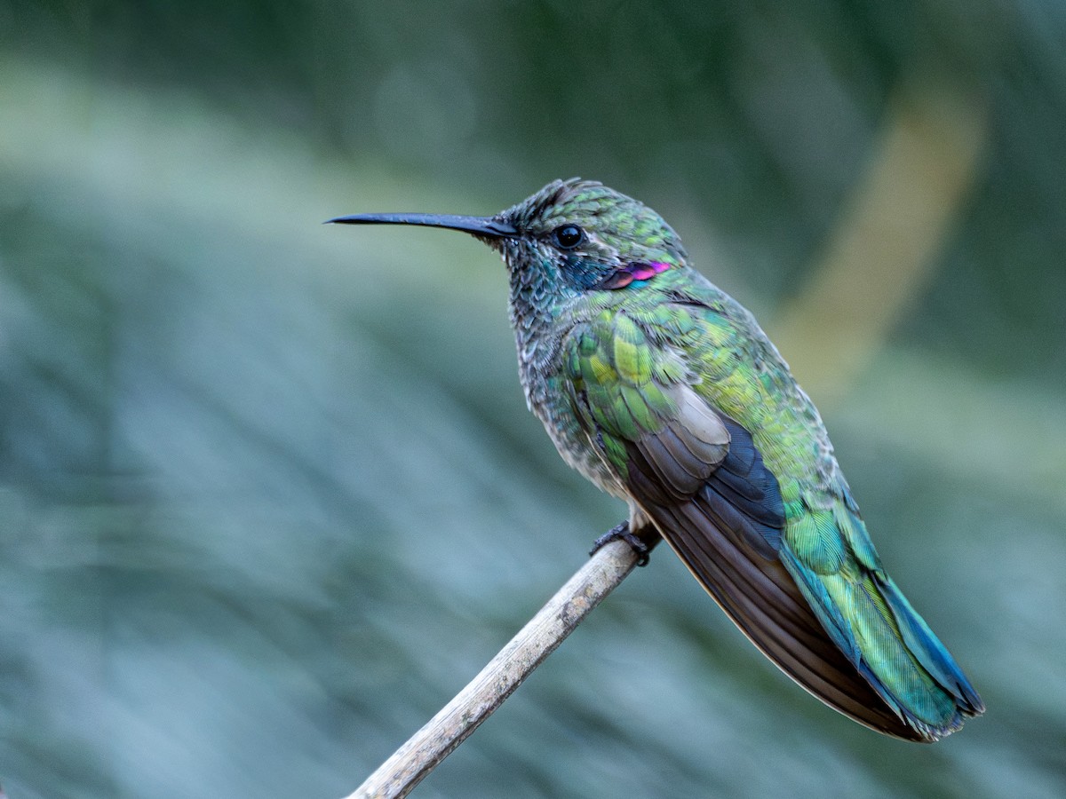 White-vented Violetear - ML644758745
