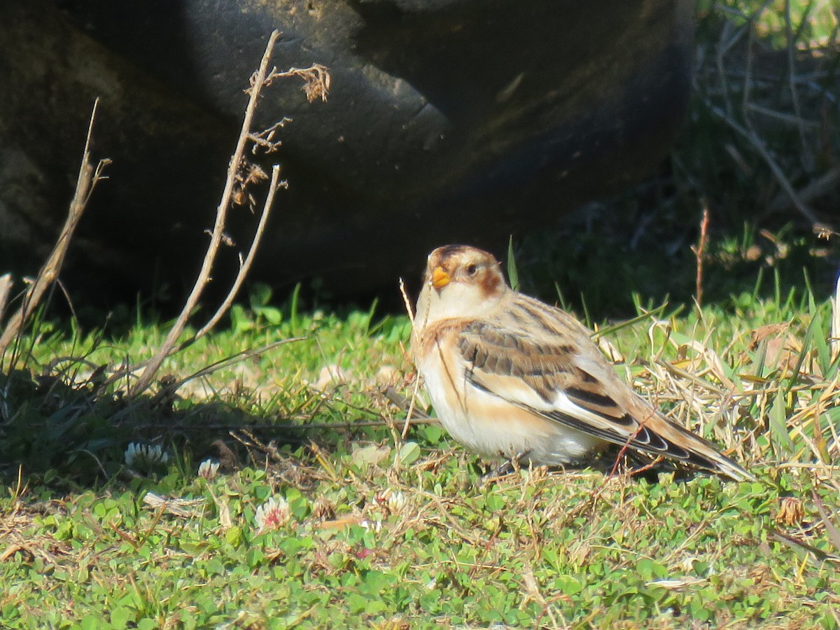 Snow Bunting - ML644758746