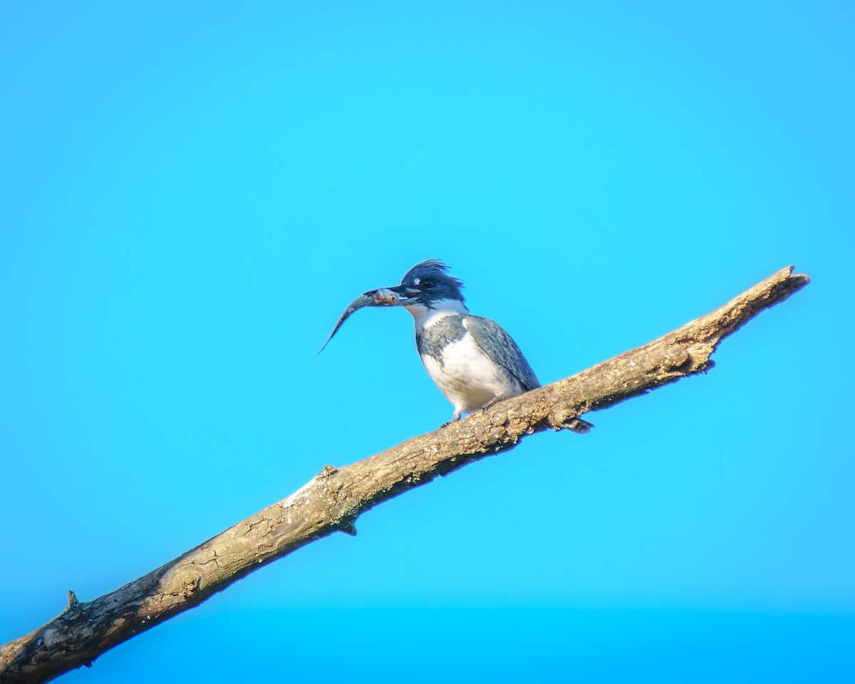 Belted Kingfisher - ML644758754