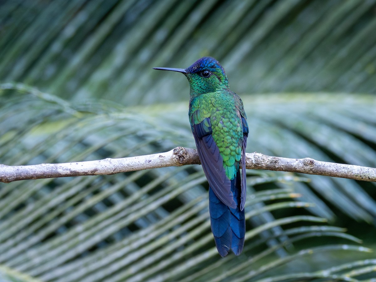 Violet-capped Woodnymph - ML644758776