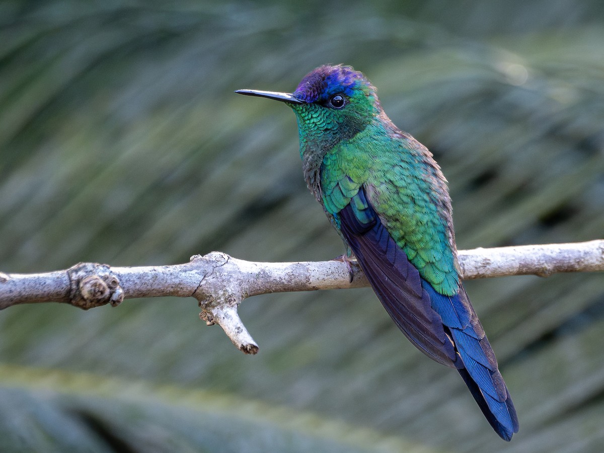 Violet-capped Woodnymph - ML644758777