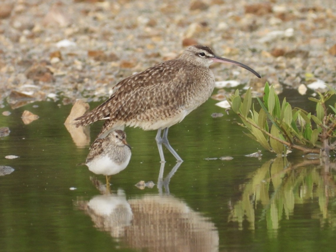 Pectoral Sandpiper - ML644758783