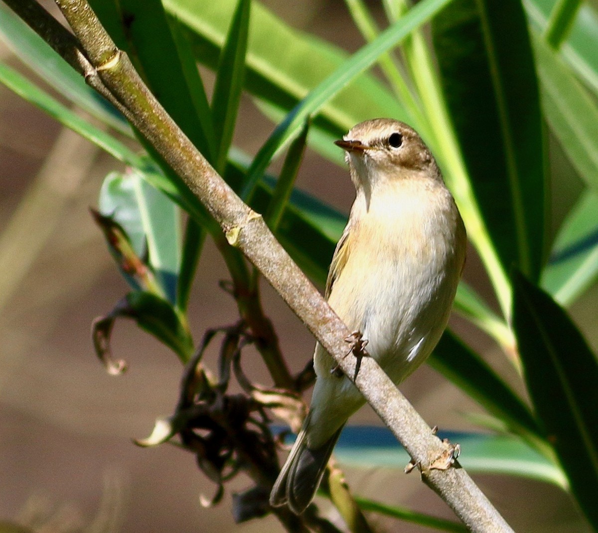 Mosquitero Común - ML644758795