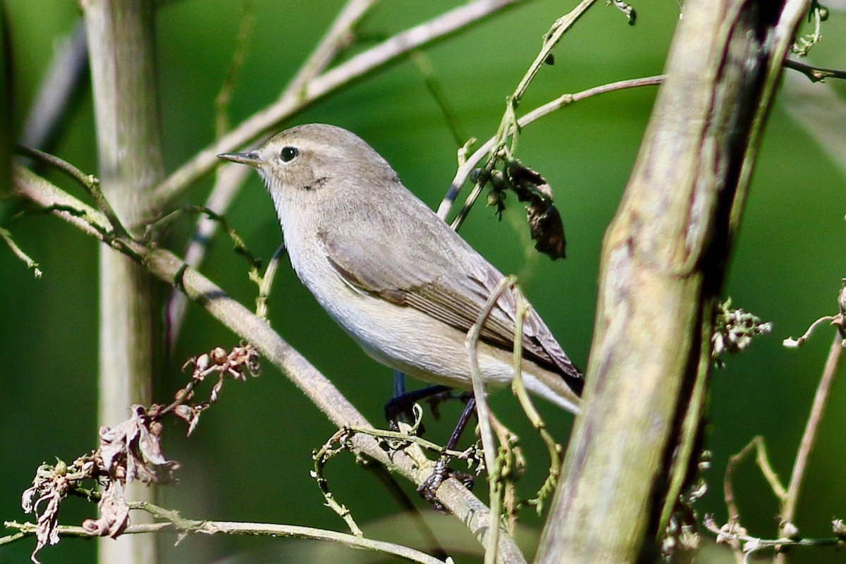 Mosquitero Común - ML644758796