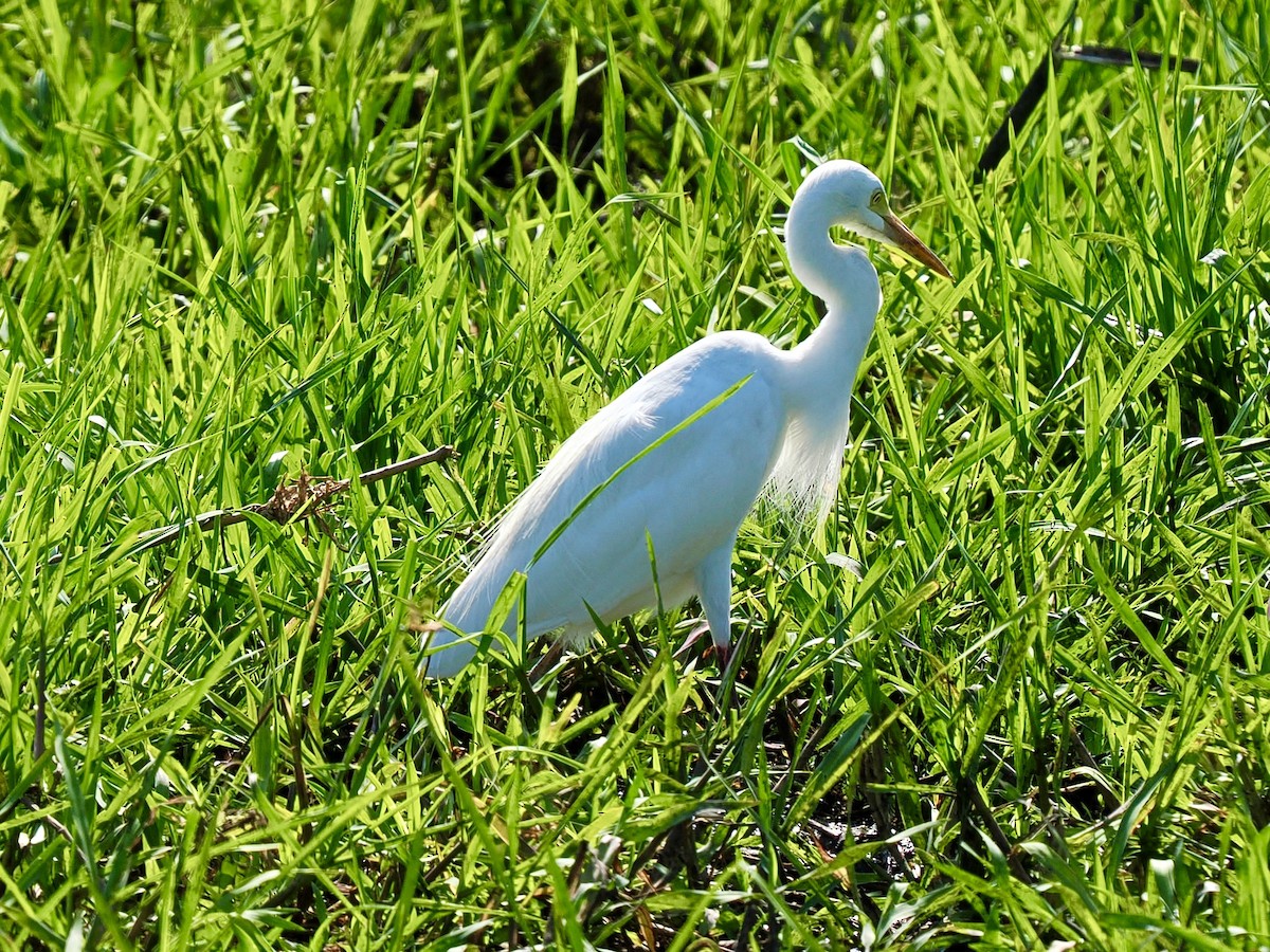 Plumed Egret - ML644758812