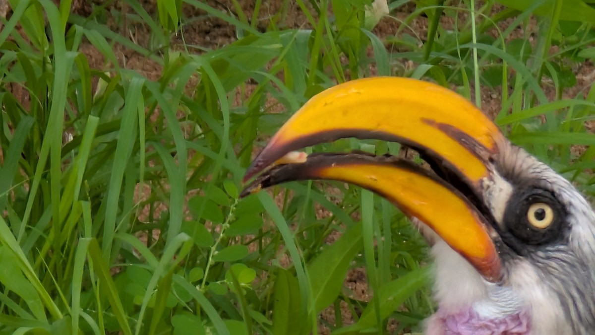 Toco Piquigualdo Norteño - ML644758819