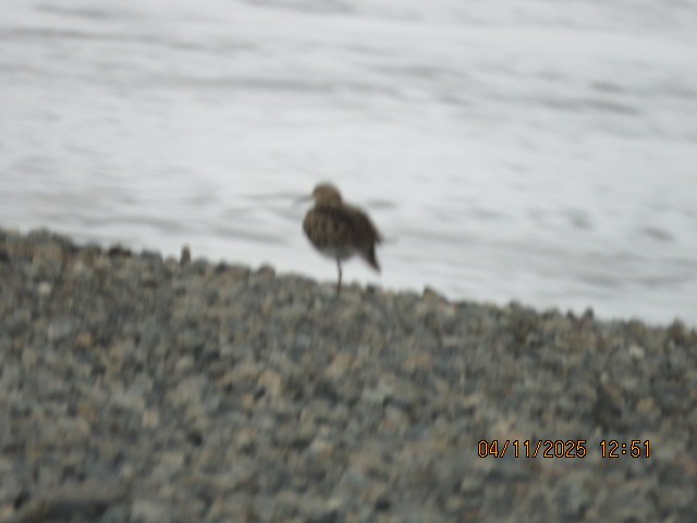 Pectoral Sandpiper - ML644758821