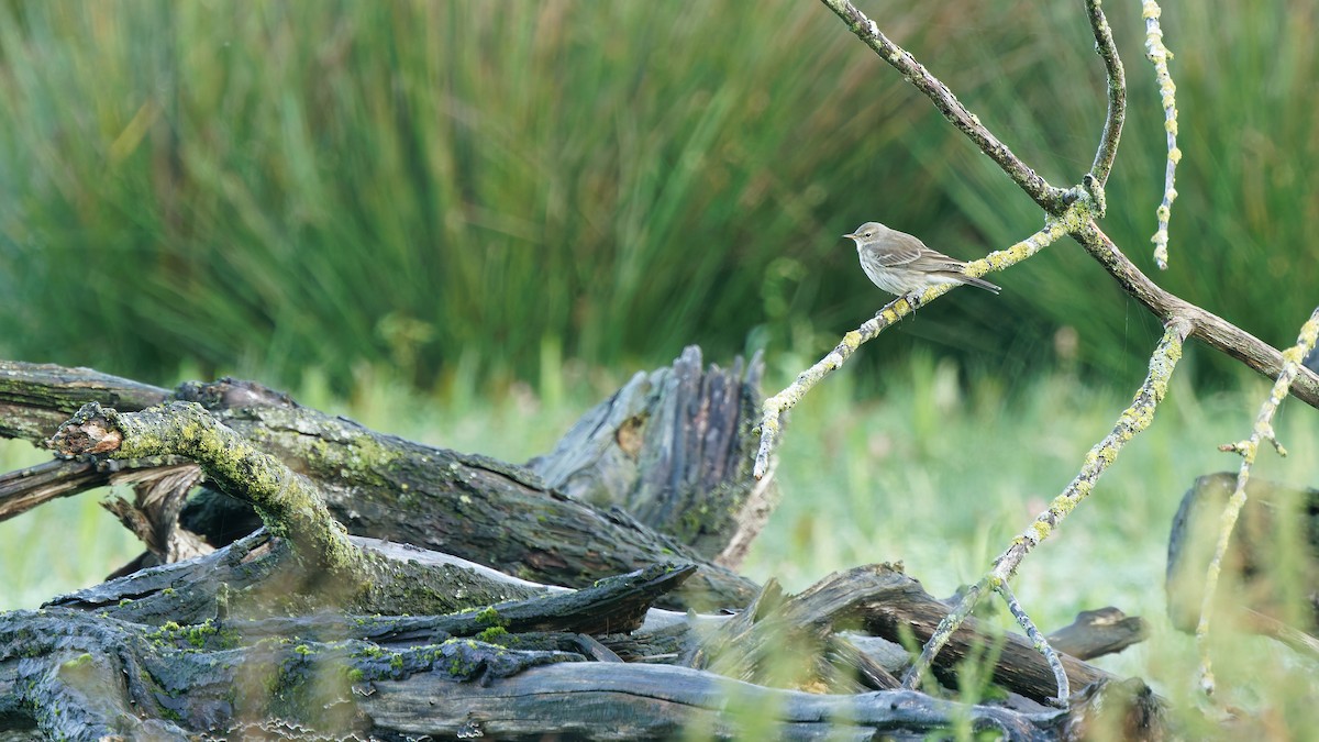 Water Pipit - ML644758822