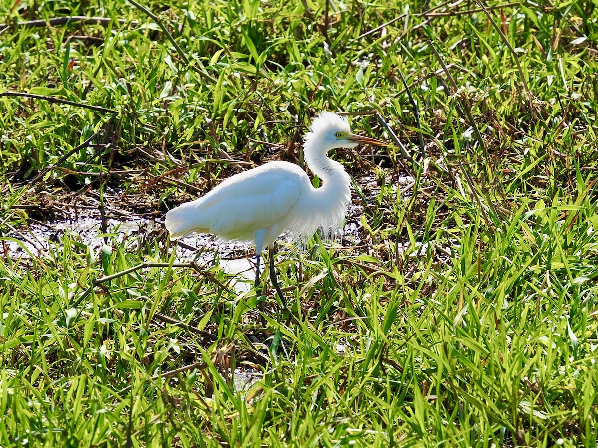 Plumed Egret - ML644758826