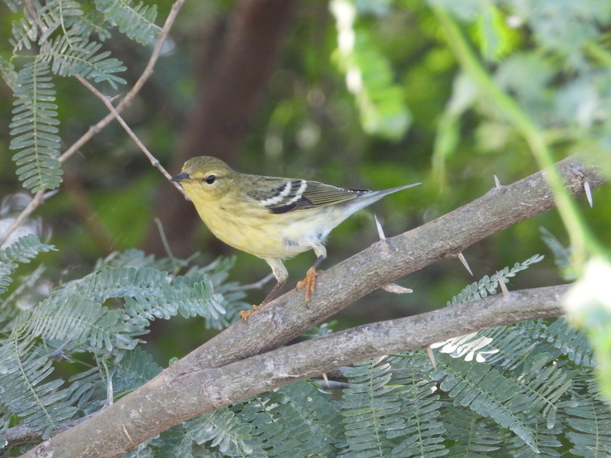 Blackpoll Warbler - ML644758827