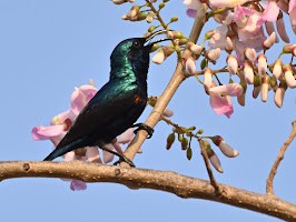 Souimanga asiatique - ML644758828