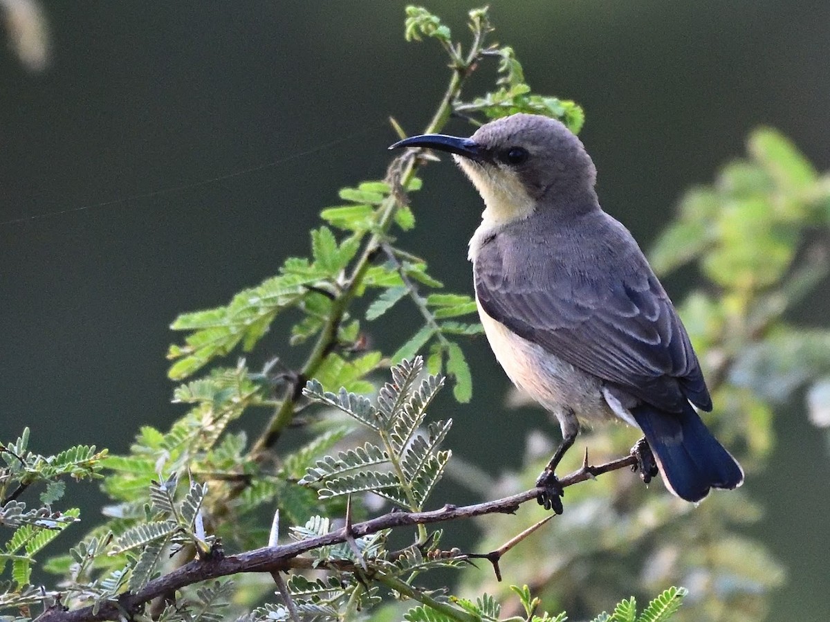 Souimanga asiatique - ML644758831