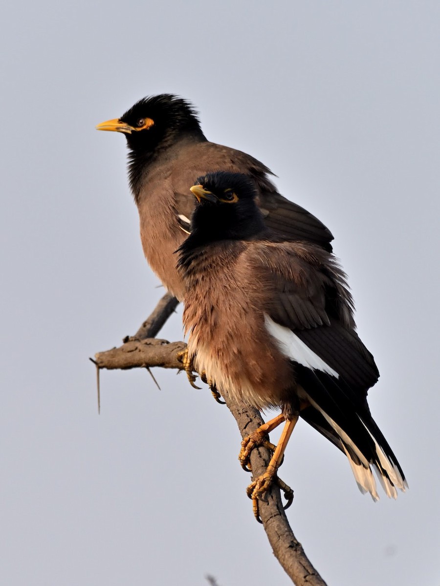 Martin triste - ML644758835