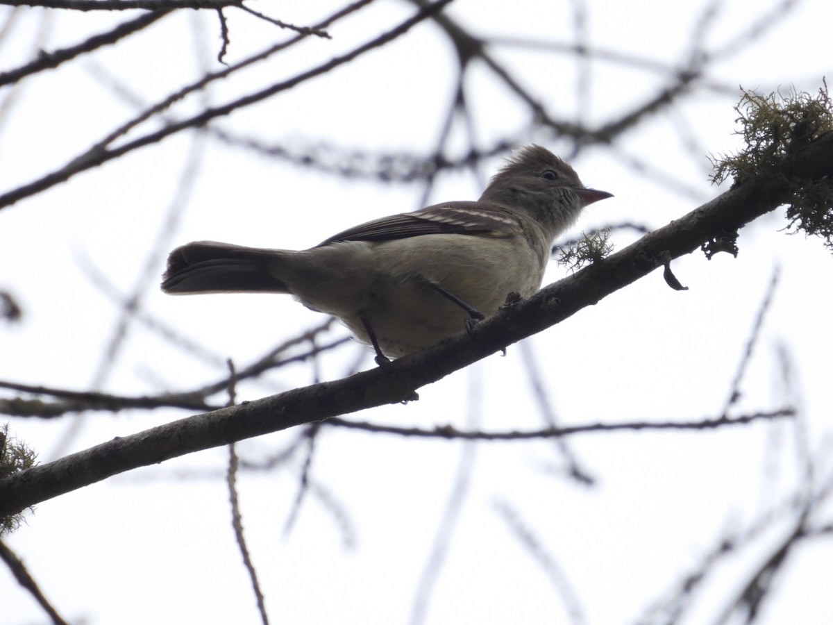 Yellow-bellied Elaenia - ML644758836