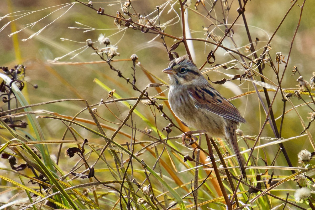 Swamp Sparrow - ML644758838