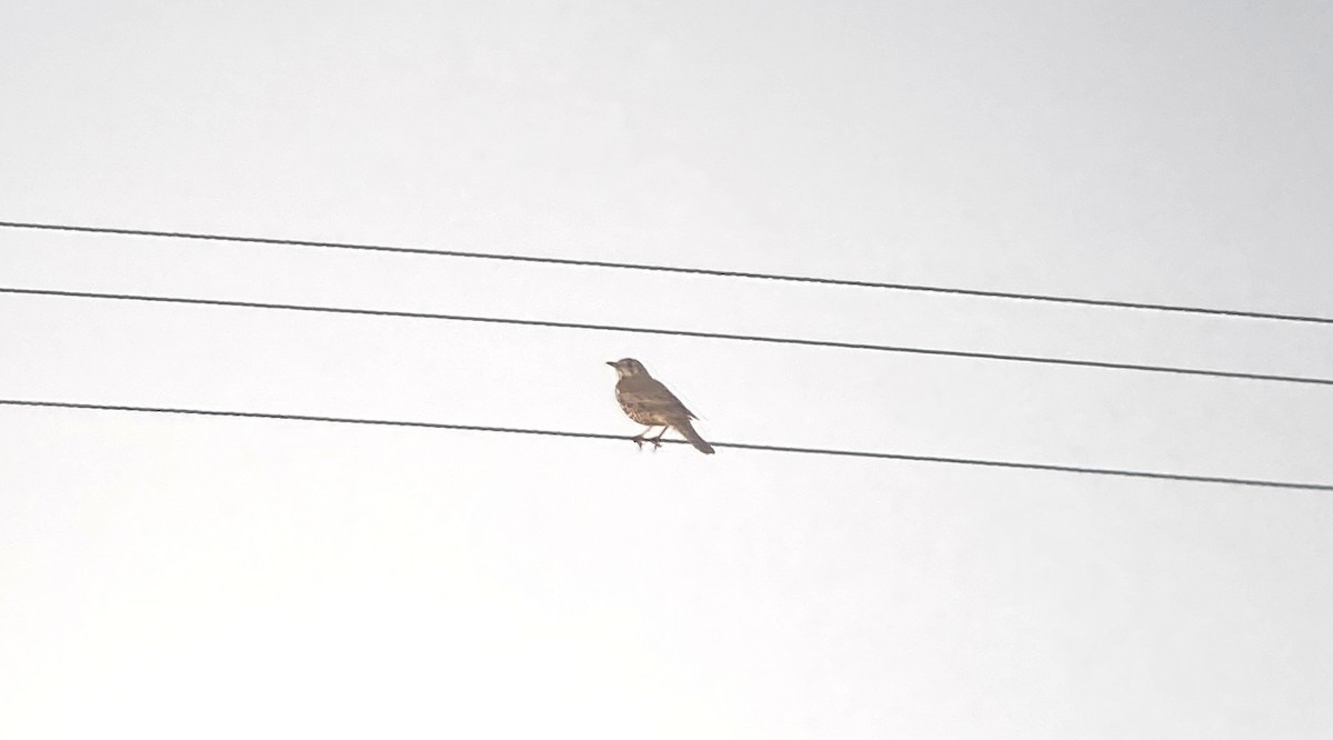 槲鶇 - ML644758840