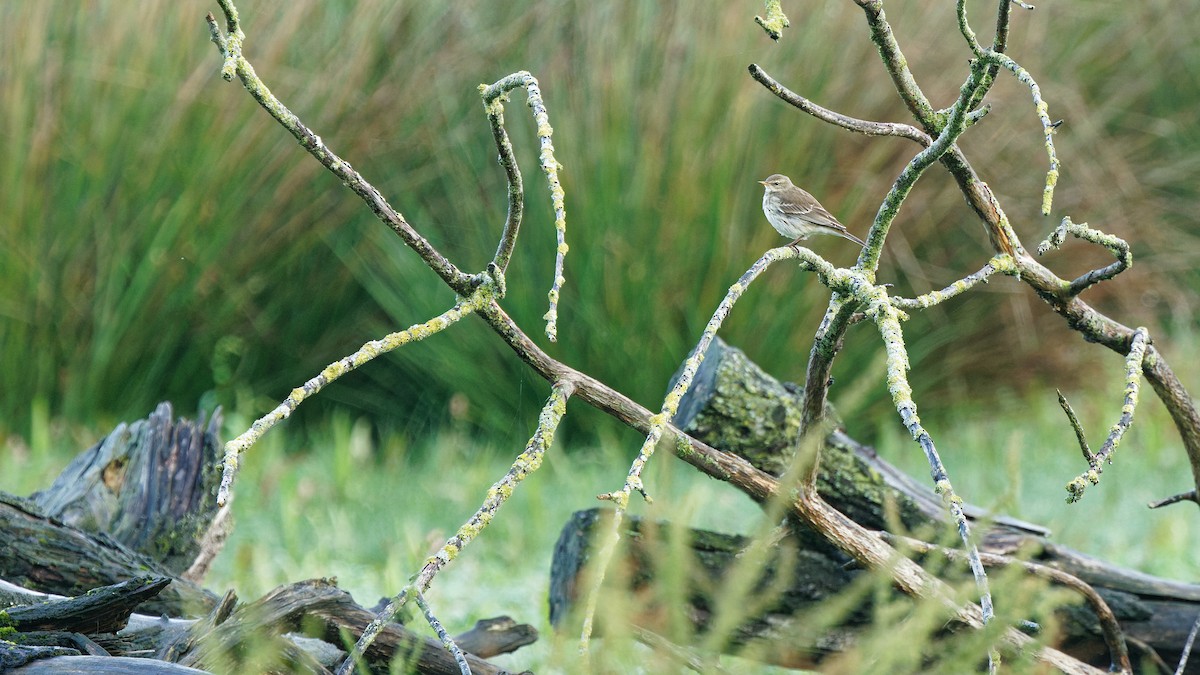 Water Pipit - ML644758841