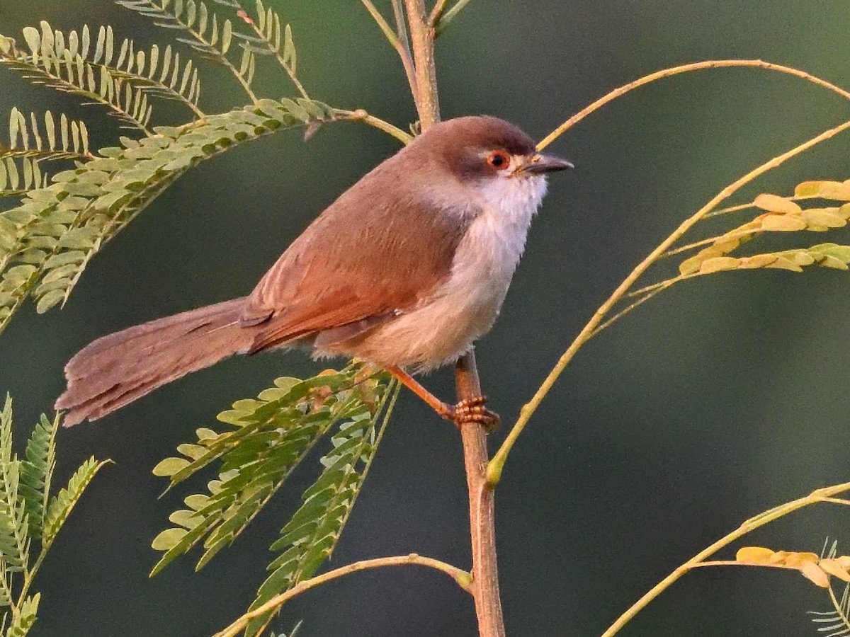 Moupinie aux yeux d'or - ML644758847