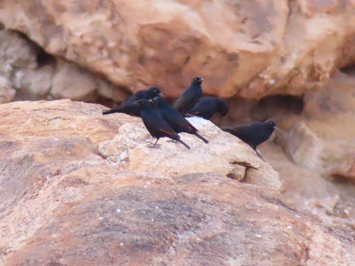 Pale-winged Starling - ML644758859