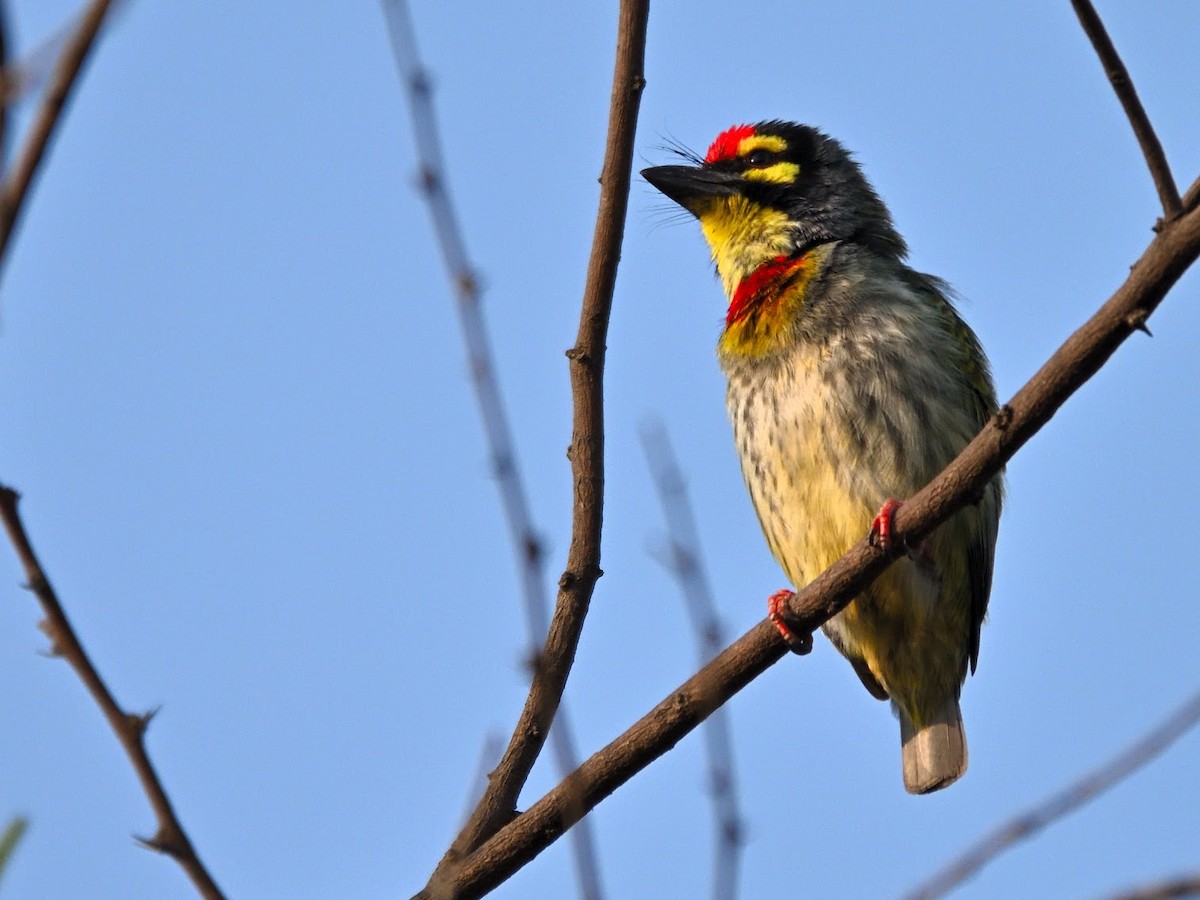 Barbu à plastron rouge - ML644758860