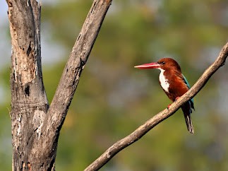 アオショウビン - ML644758864