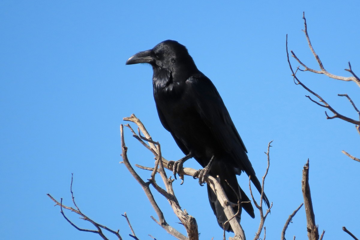 ワタリガラス - ML644758867