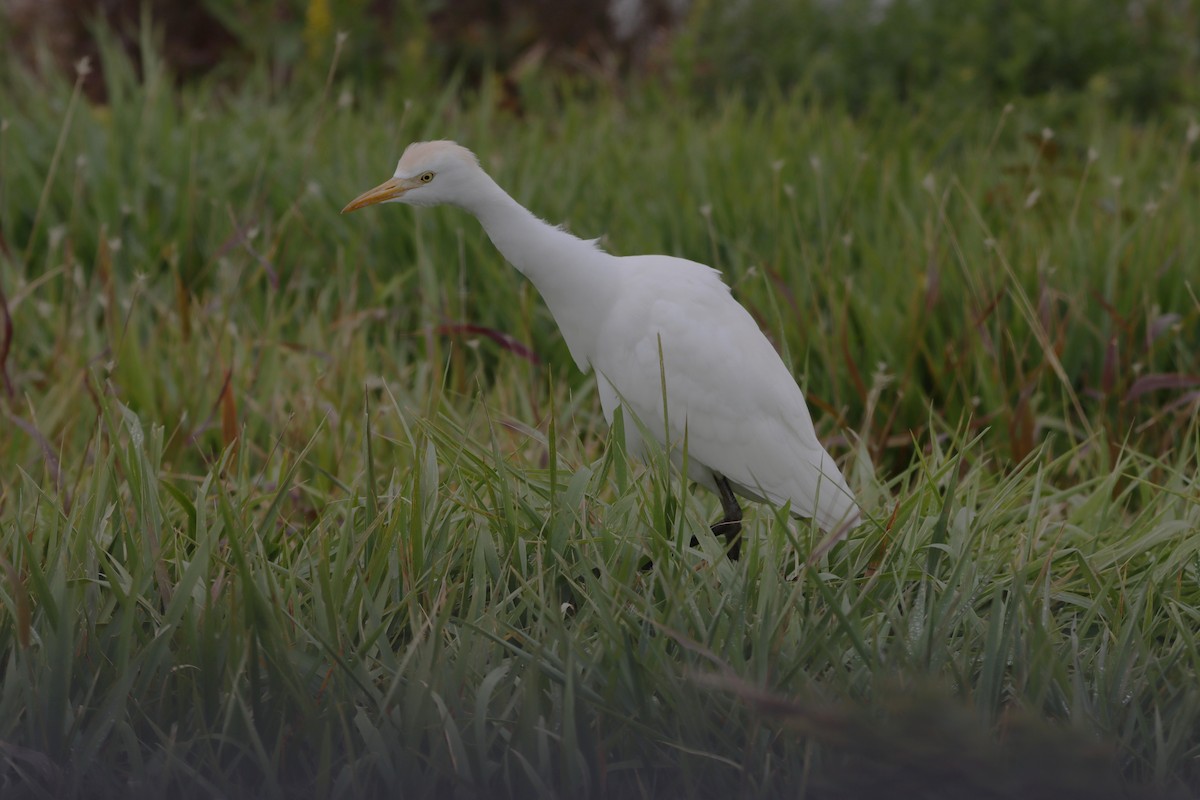 ニシアマサギ - ML644758868