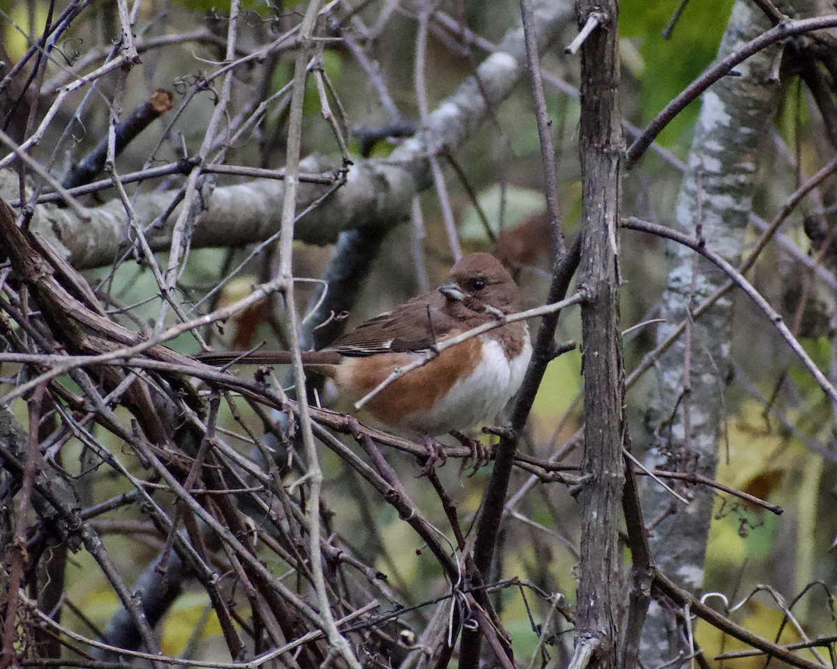 ワキアカトウヒチョウ - ML644758870