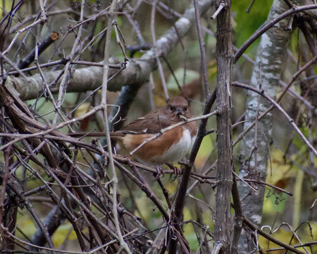 ワキアカトウヒチョウ - ML644758871