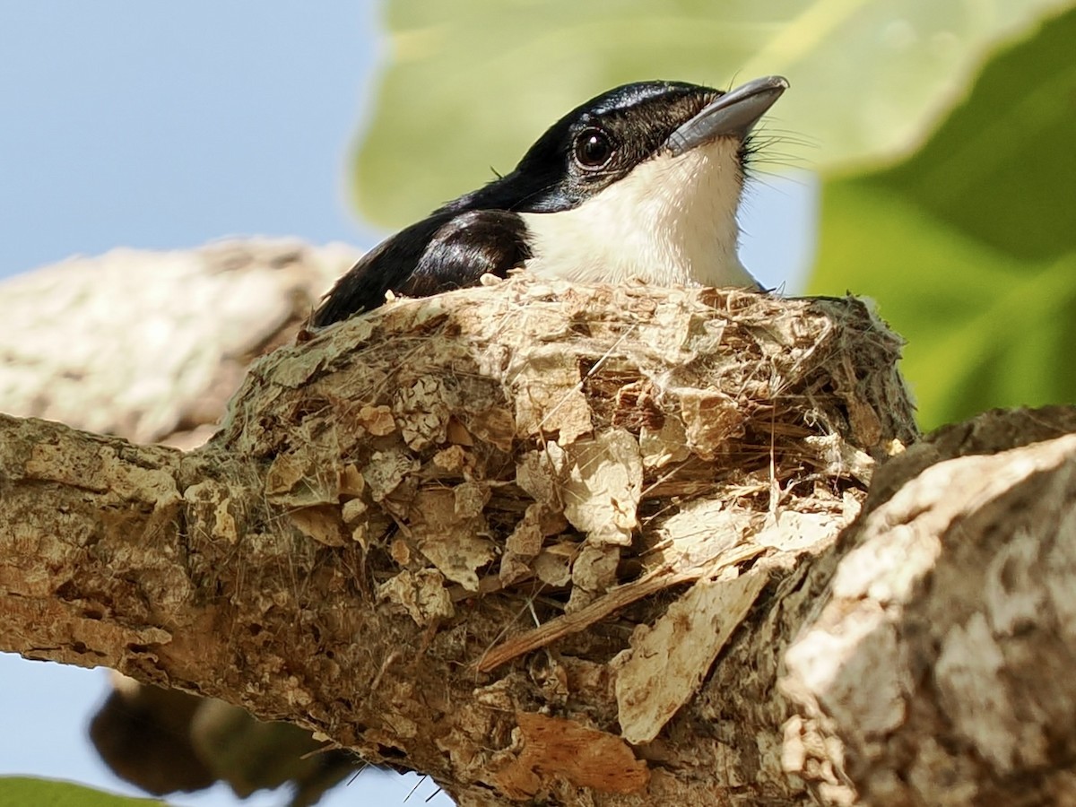 ヒメフタイロヒタキ - ML644758872