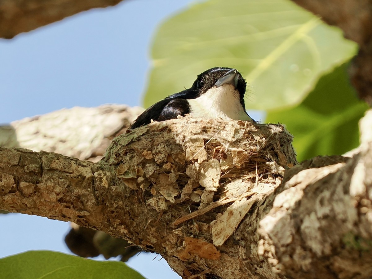 ヒメフタイロヒタキ - ML644758873