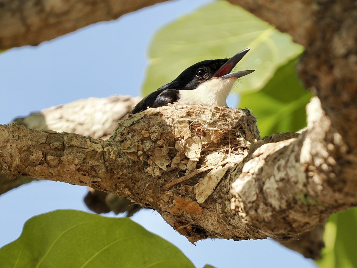 ヒメフタイロヒタキ - ML644758874