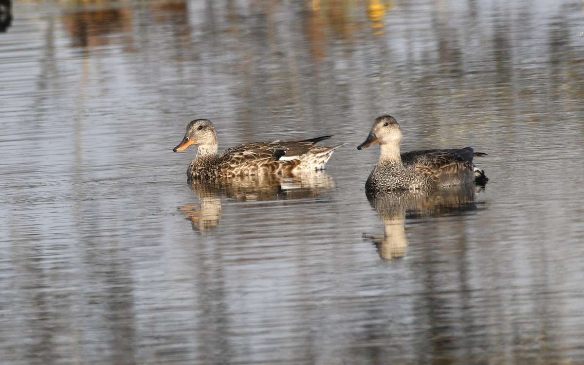 オカヨシガモ - ML644758875