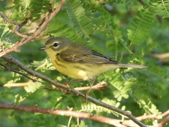 Prairie Warbler - ML644758880