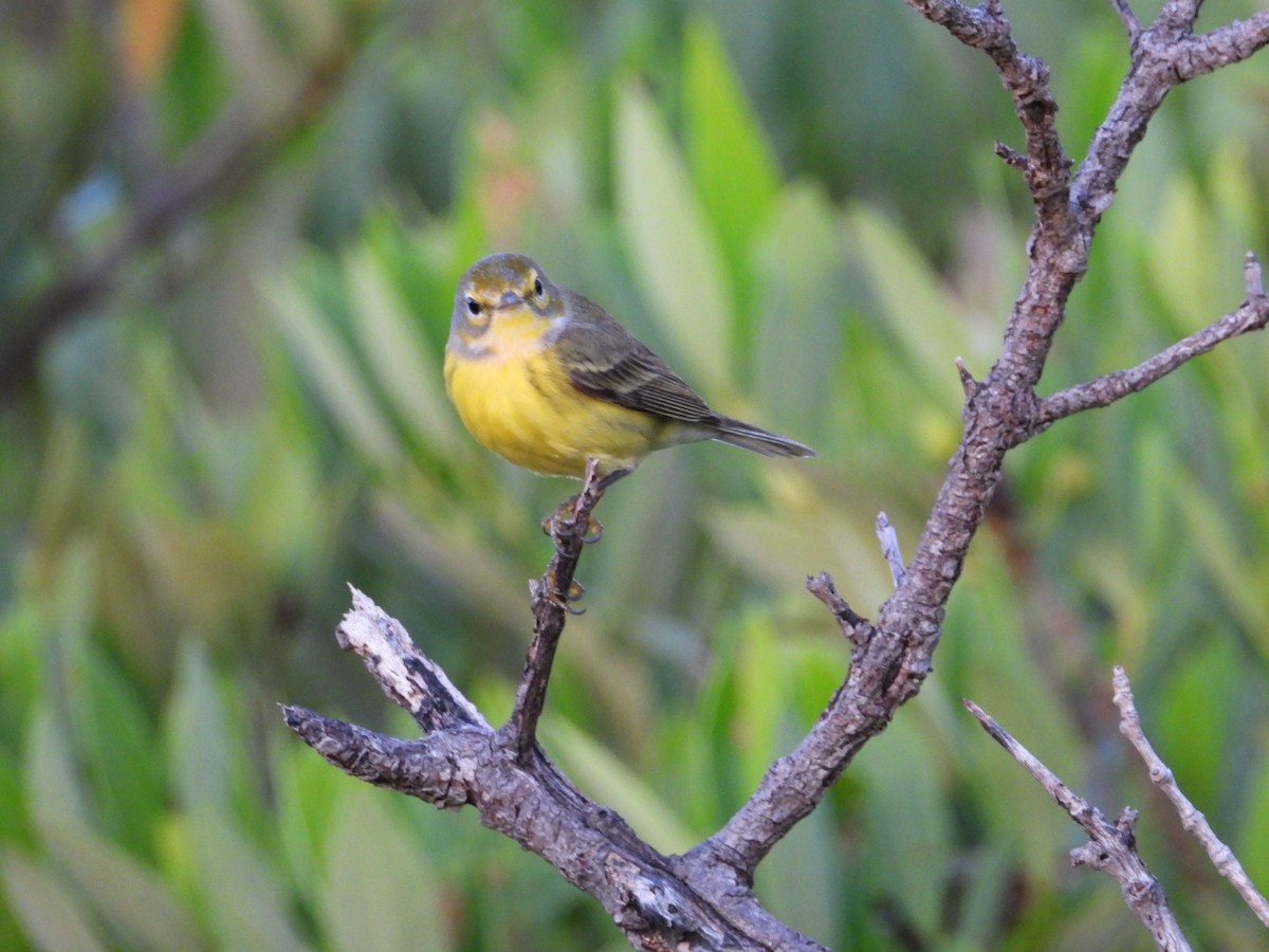 Prairie Warbler - ML644758881