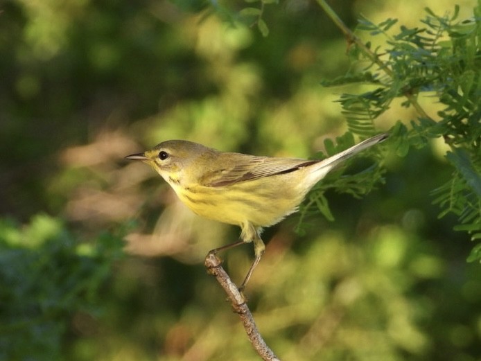 Prairie Warbler - ML644758882
